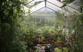 Odla ekologiskt i ett stort växthus
